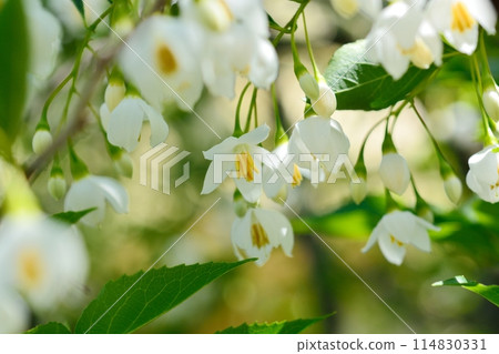 White flowers of Egonoki 114830331