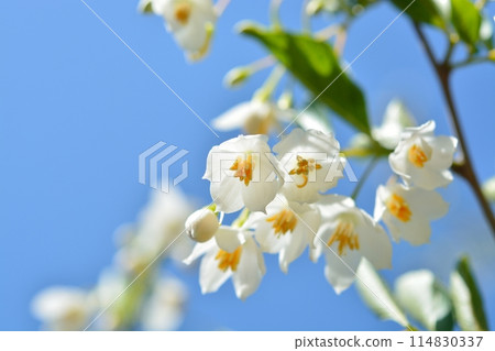 White flowers of Egonoki 114830337