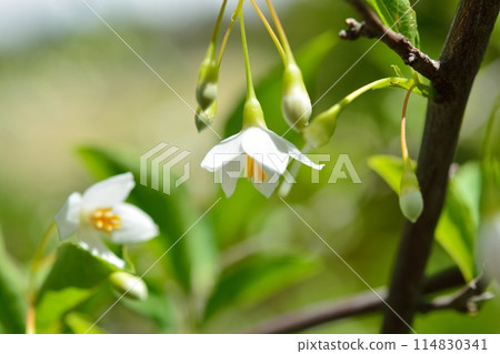 White flowers of Egonoki 114830341