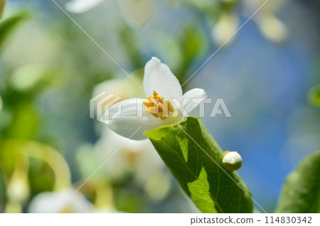 White flowers of Egonoki White flowers of Egonoki 114830342