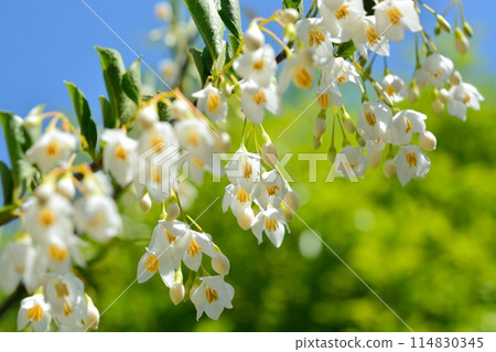 Egonoki白花 114830345