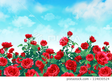 Roses and blue sky, rose garden, scenery 114830524