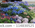 Landscape with hydrangeas 114830525