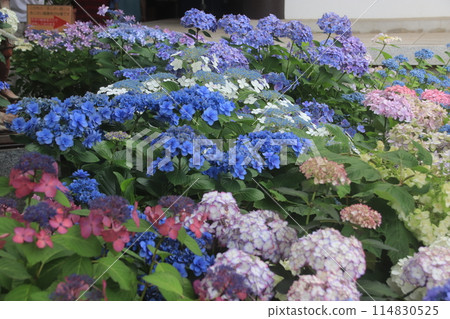 Landscape with hydrangeas Landscape with hydrangeas 114830525