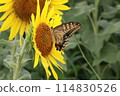 Swallowtail butterfly sucking nectar 114830526