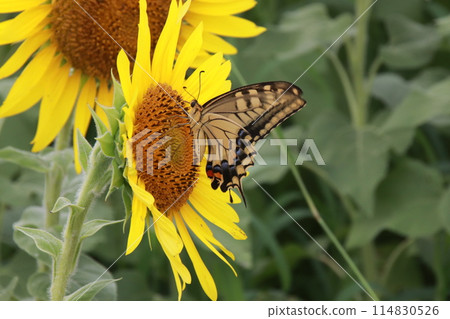 Swallowtail butterfly sucking nectar Swallowtail butterfly sucking nectar 114830526