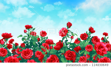 玫瑰與藍天玫瑰園景觀16:9 114830649