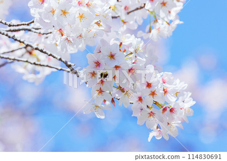 Cherry blossoms in full bloom Cherry blossoms in full bloom 114830691