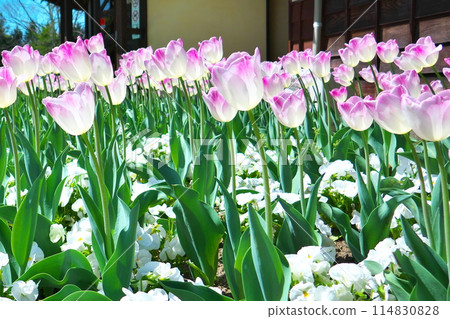 Shining tulips Shining tulips 114830828