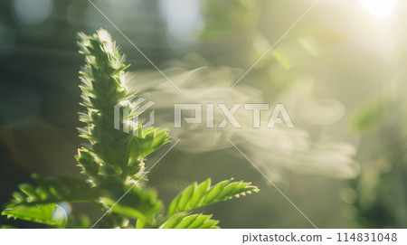「綠意盎然的季節裡，禾本科植物的花粉四處散落。」<AI生成素材> 114831048