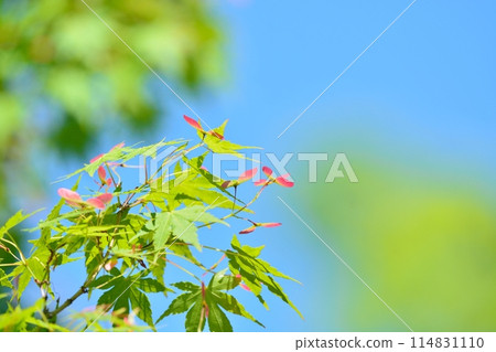 Fresh green young leaves 114831110
