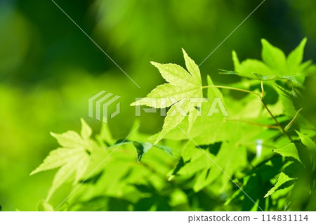 Fresh green young leaves 114831114