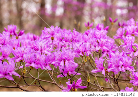 Beautiful Tosa Mitsuba Azalea flowers 114831148