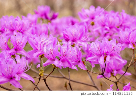 Beautiful Tosa Mitsuba Azalea flowers 114831155