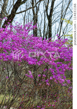 Beautiful Tosa Mitsuba Azalea flowers Beautiful Tosa Mitsuba Azalea flowers 114831166