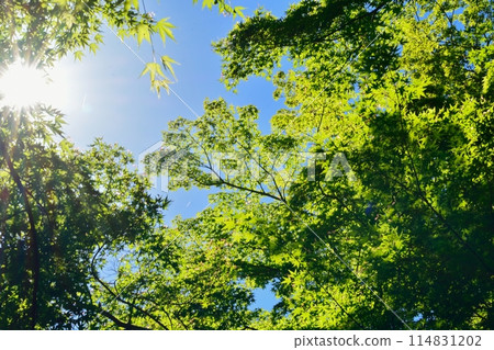 Fresh green young leaves Fresh green young leaves 114831202