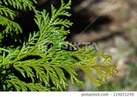 Japanese beautiful hiba leaf Japanese beautiful hiba leaf 114831249