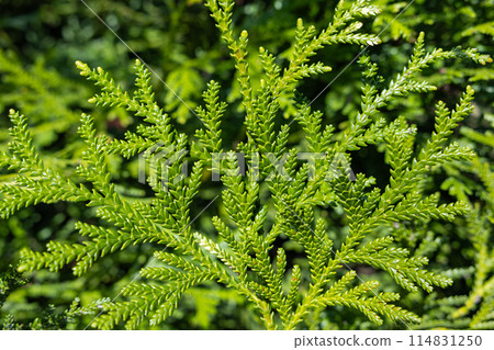 Japanese beautiful hiba leaf Japanese beautiful hiba leaf 114831250