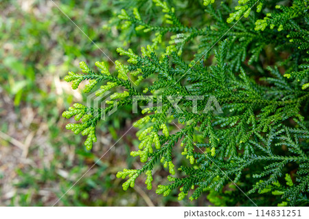 Japanese beautiful hiba leaf Japanese beautiful hiba leaf 114831251