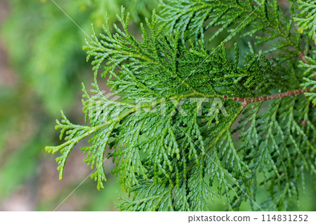 Japanese beautiful hiba leaf 114831252