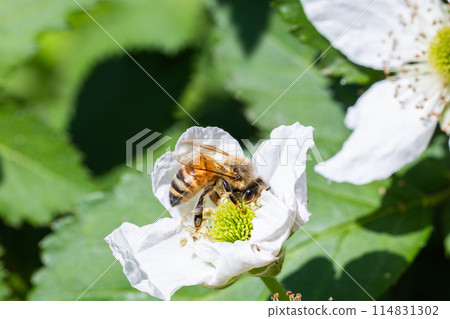 A honeybee sucking nectar from a blackberry flower A honeybee sucking nectar from a blackberry flower 114831302