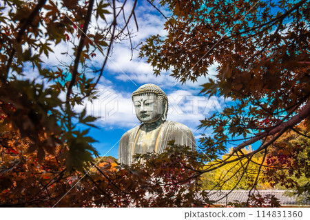 Daibutsu or Great Buddha of Kamakura in Kotokuin Temple at Kanagawa Prefecture Japan with leaves changing color It is an important landmark and a popular destination for tourists and pilgrims. Daibutsu or Great Buddha of Kamakura in Kotokuin Temple at Kanagawa Prefecture Japan with leaves changing color It is an important landmark and a popular destination for tourists and pilgrims. 114831360