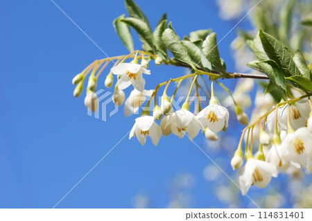 Egonoki白花 Egonoki白花 114831401