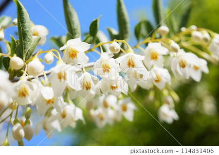 White flowers of Egonoki 114831406