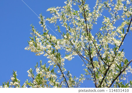 Egonoki白花 Egonoki白花 114831410