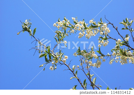 Egonoki白花 Egonoki白花 114831412