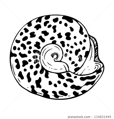 Round trochus snail spiral seashell black and white vector illustration. Tropical ocean mollusk animal from Indonesia and Philippines for stickers and nautical design 114831445