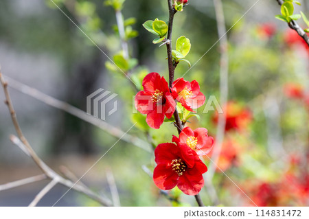 模糊的花朵在森林裡整齊地綻放 114831472