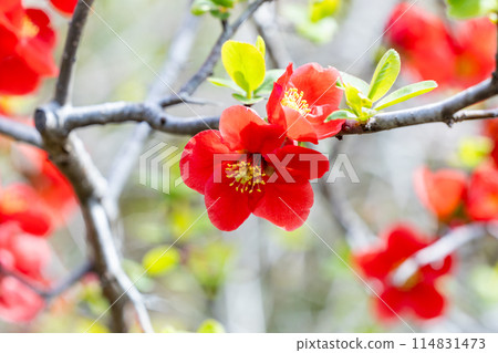 模糊的花朵在森林裡整齊地綻放 114831473