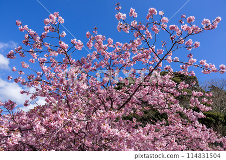 美麗的河津櫻花在伊豆河岸綻放 美麗的河津櫻花在伊豆河岸綻放 114831504