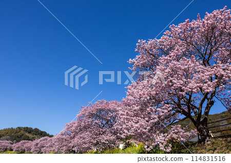 早春的河津櫻花和油菜花美景（南伊豆町） 114831516