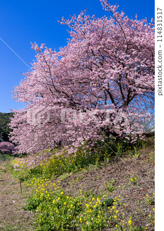早春的河津櫻花和油菜花美景(南伊豆町) 早春的河津櫻花和油菜花美景(南伊豆町) 114831517