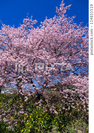 早春的河津櫻花和油菜花美景(南伊豆町) 早春的河津櫻花和油菜花美景(南伊豆町) 114831519