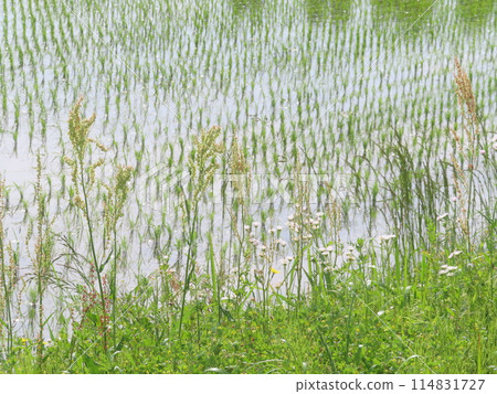 與稻田的風景 與稻田的風景 114831727