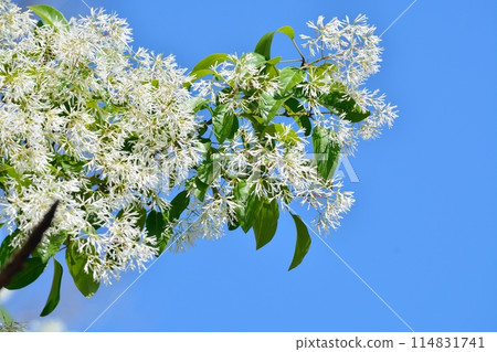 What a monja flower What a monja flower 114831741