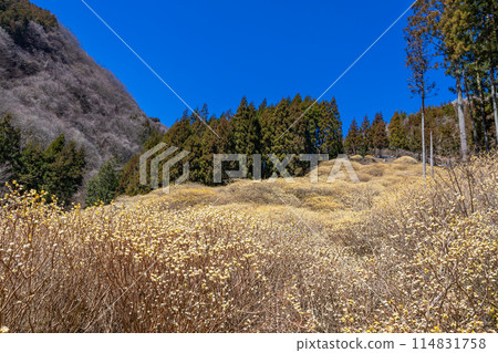 A cluster of Mitsumata flowers blooming in the forest in spring A cluster of Mitsumata flowers blooming in the forest in spring 114831758