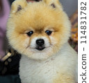 pomeranian dog cute pets happy in home 114831782