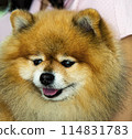 pomeranian dog cute pets happy in home  114831783