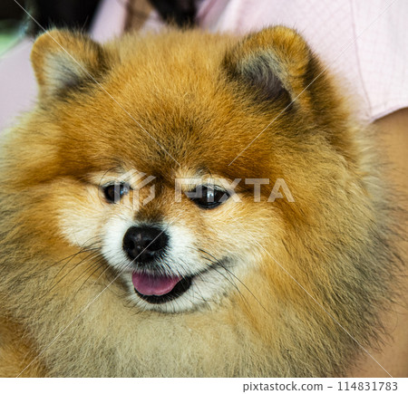 pomeranian dog cute pets happy in home  114831783