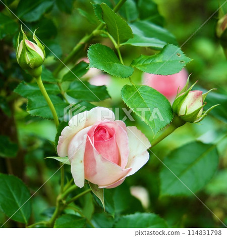 Pierre de Ronsar Pierre de Ronsar 114831798