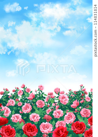 玫瑰與藍天玫瑰園風景肖像 114831814