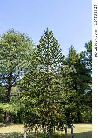 chili pine tree welcoming spring 114831824