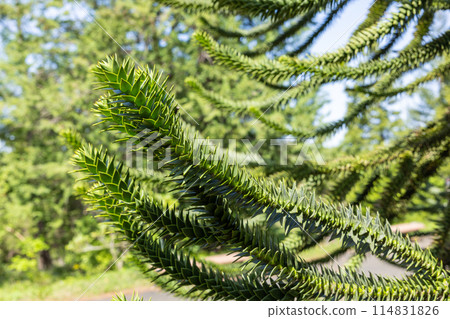 A chili pine branch with many thorns 114831826