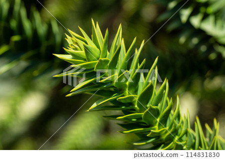 The shape of the tip of a Chilean pine branch with many thorns 114831830