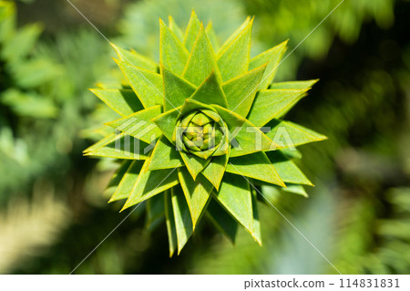 The shape of the tip of a Chilean pine branch with many thorns 114831831