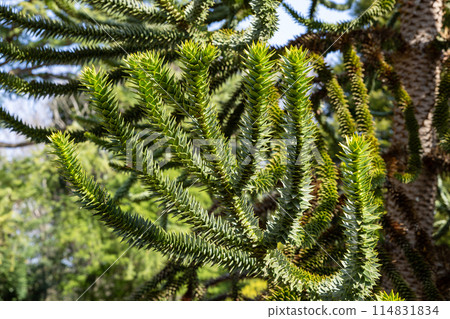 A chili pine branch with many thorns 114831834